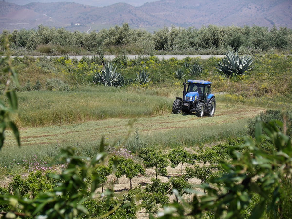 Cutting the hay