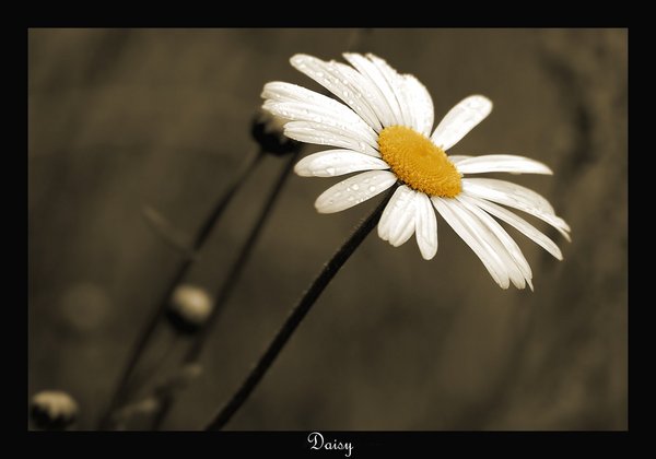 Daisy