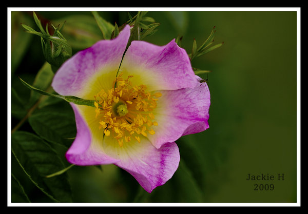 Dog Rose, open bloom