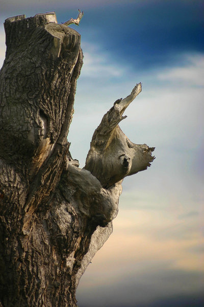 Dog tree