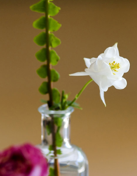 Dried Rose,Aquilegia and Fern