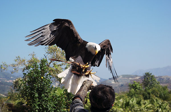 Eagle and Hand