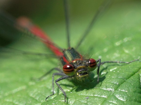 Eyes