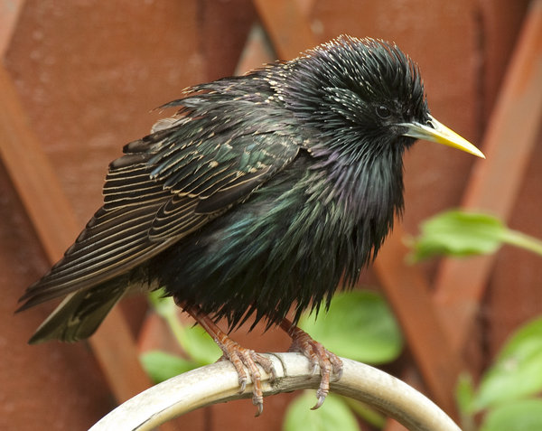 Garden Starling