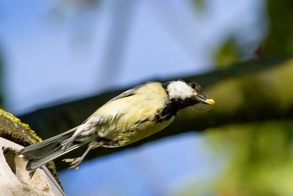 Great tit