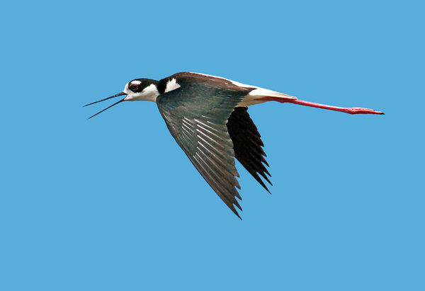 In Flight