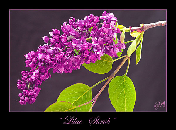 LILAC