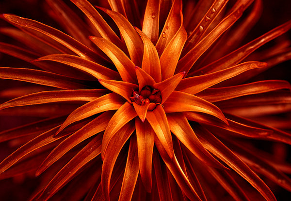 Lilly on the Rise 2