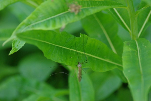 Long Leggedy Beastie