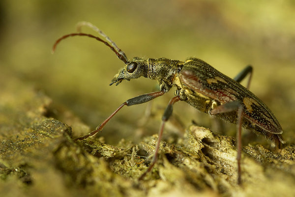 Longhorn Beetle