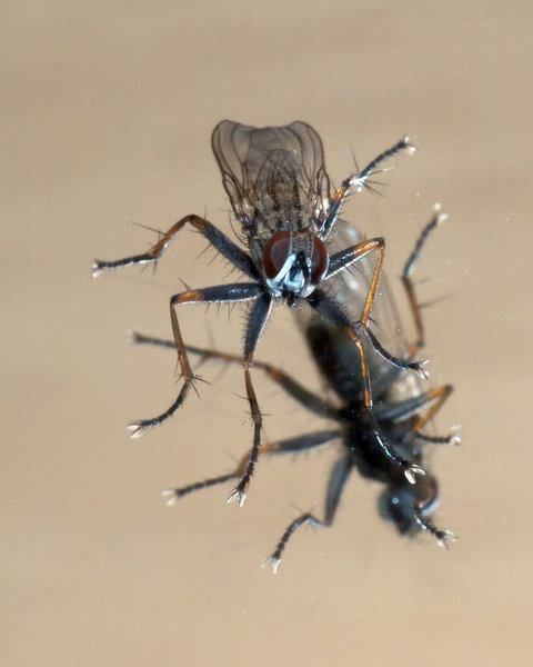 Mirror Fly
