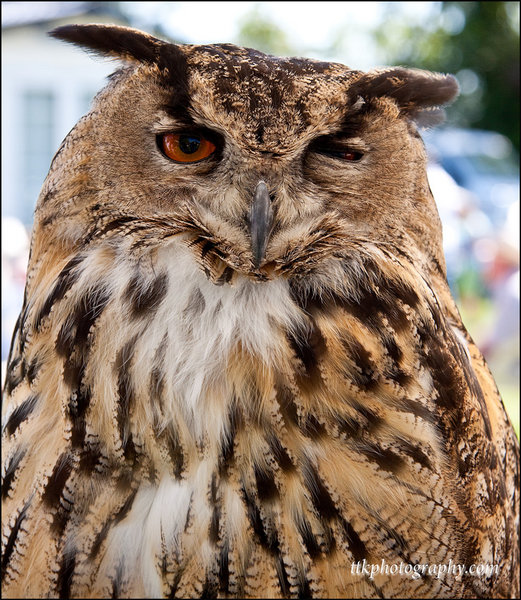 One Eyed Owl