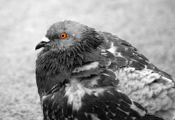 Orange eye