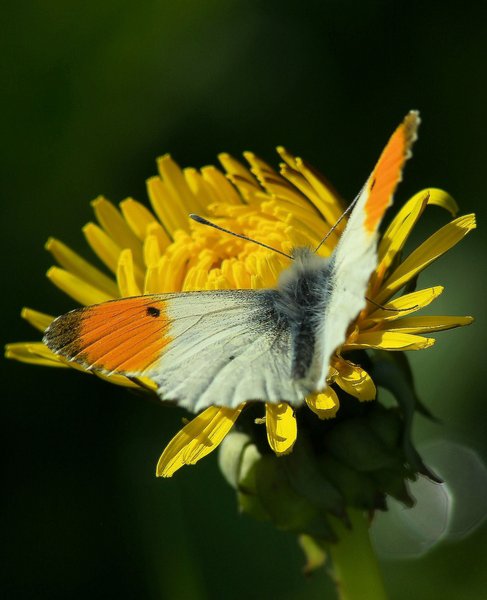 Orange tip