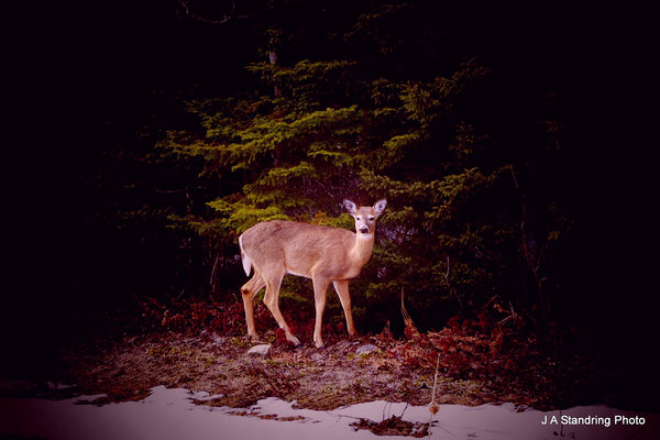 Out from the Woods