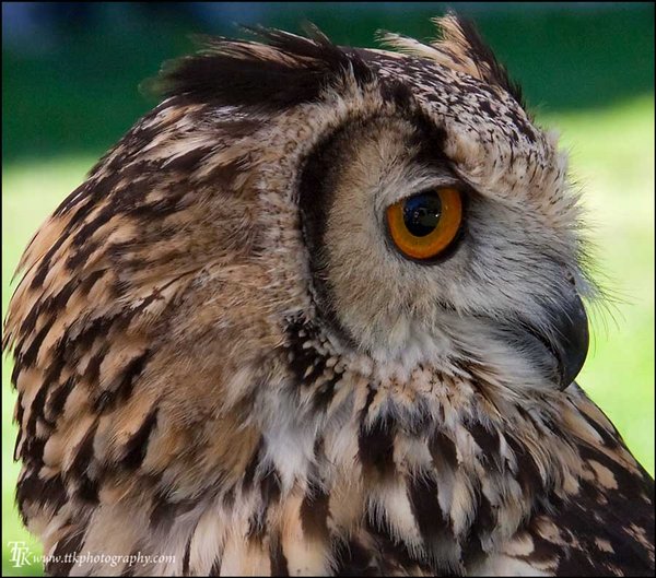 Owl