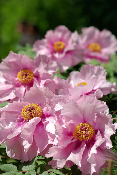 Peony tree in blossom