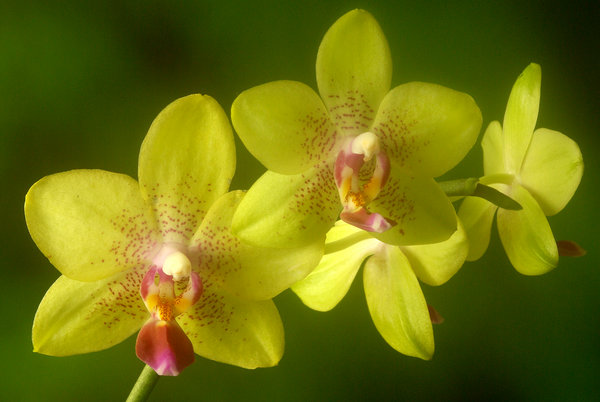 Phalenopsis The Moth Orchid