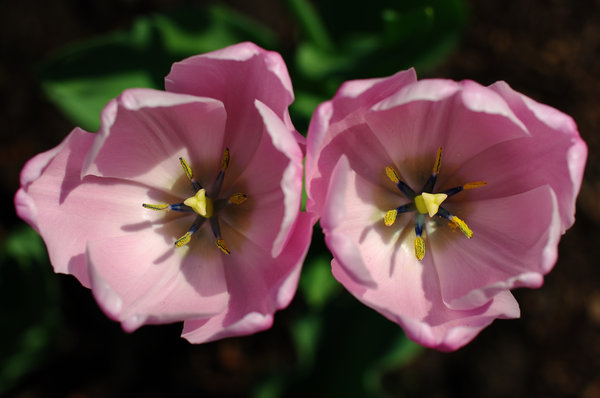 Pink Stars