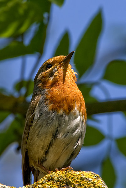 Robin