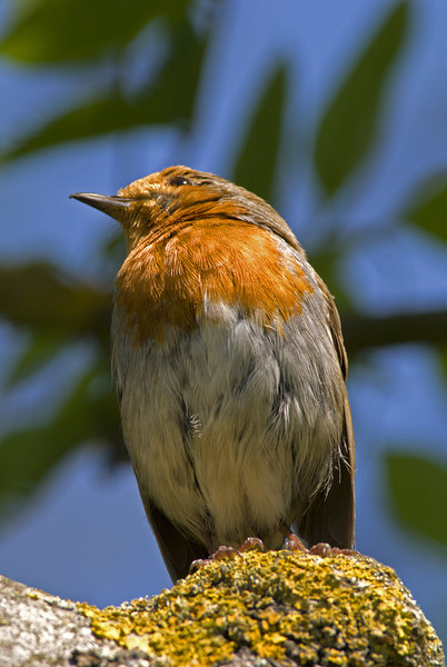 Robin