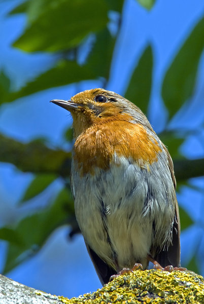 Robin