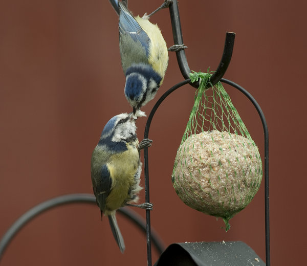 Sharing Blue Tits
