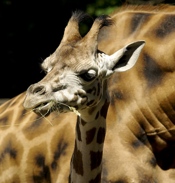 Small giraffe