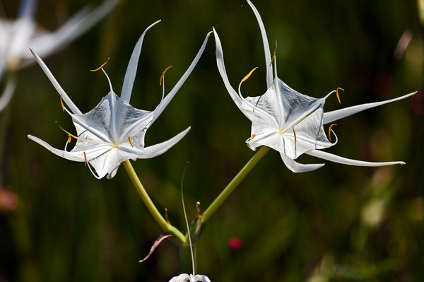 Spiderlily Two