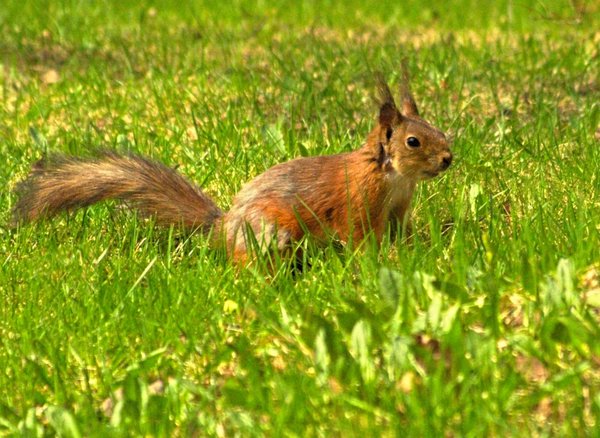 I am Squirrel