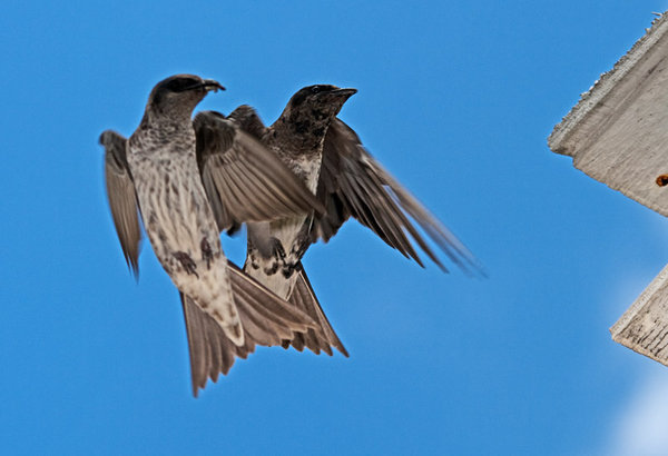 Synchronized Flying