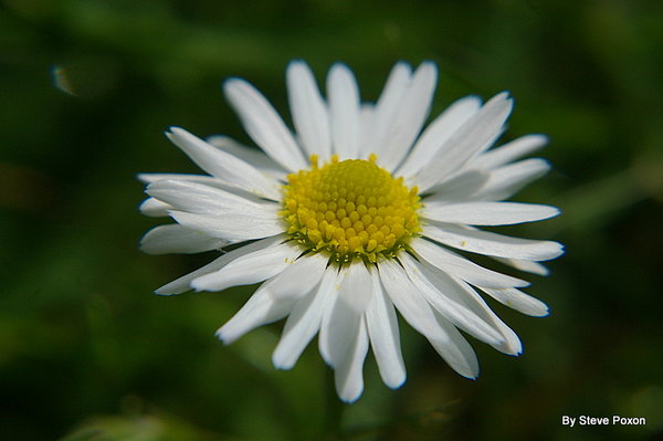 The Daisy