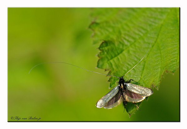 The Green Longhorn