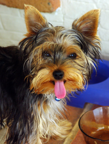 Toby