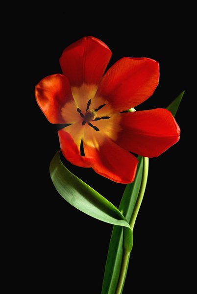 Tulip