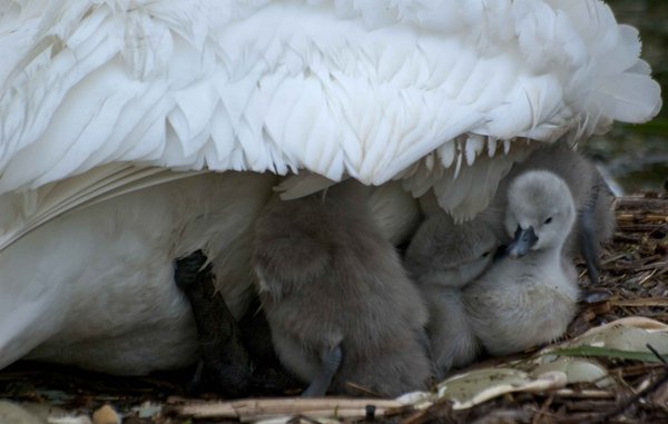 Under mum's wing