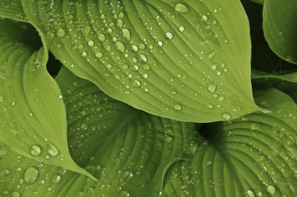 Wet Green