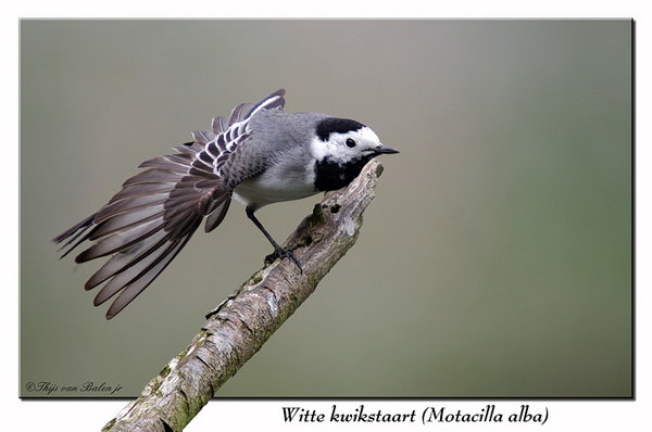 White Wagtail 2