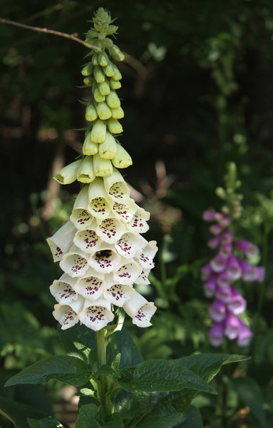 Wild Foxglove with Little Bee