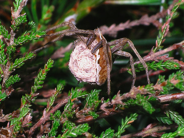 Wolf spider with egg sac