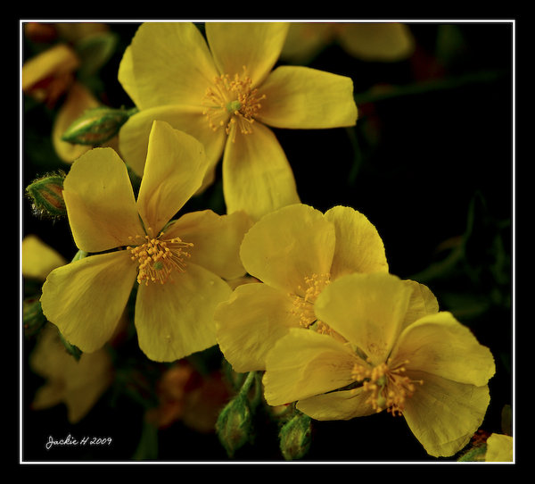 Yellow flowers in May