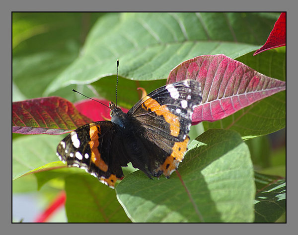butterfly