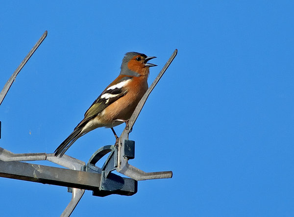 chaffinch