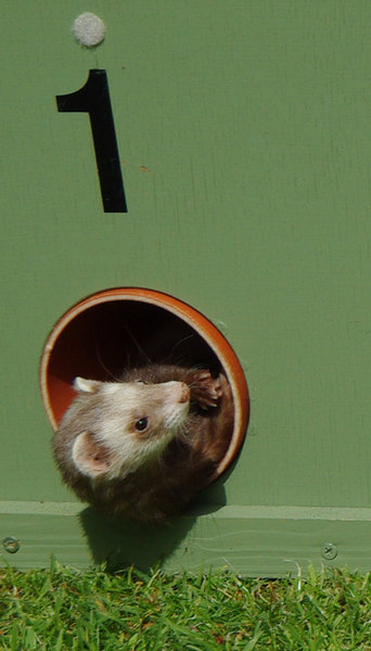 ferret racing