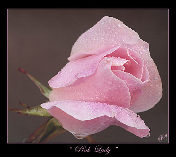 pink lady