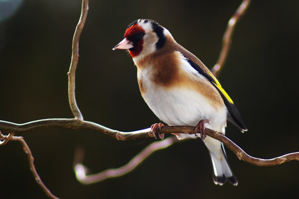 scottthehats goldfinch early february