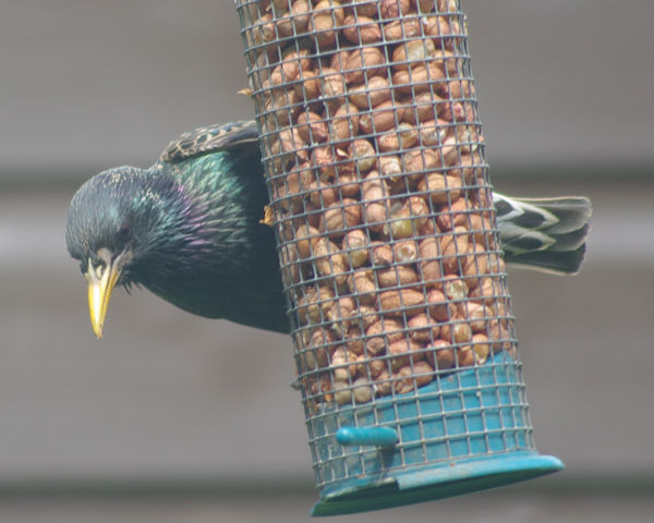 starling