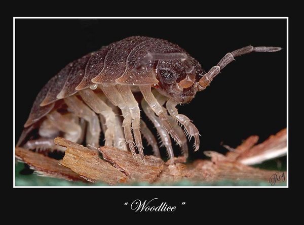 woodlice