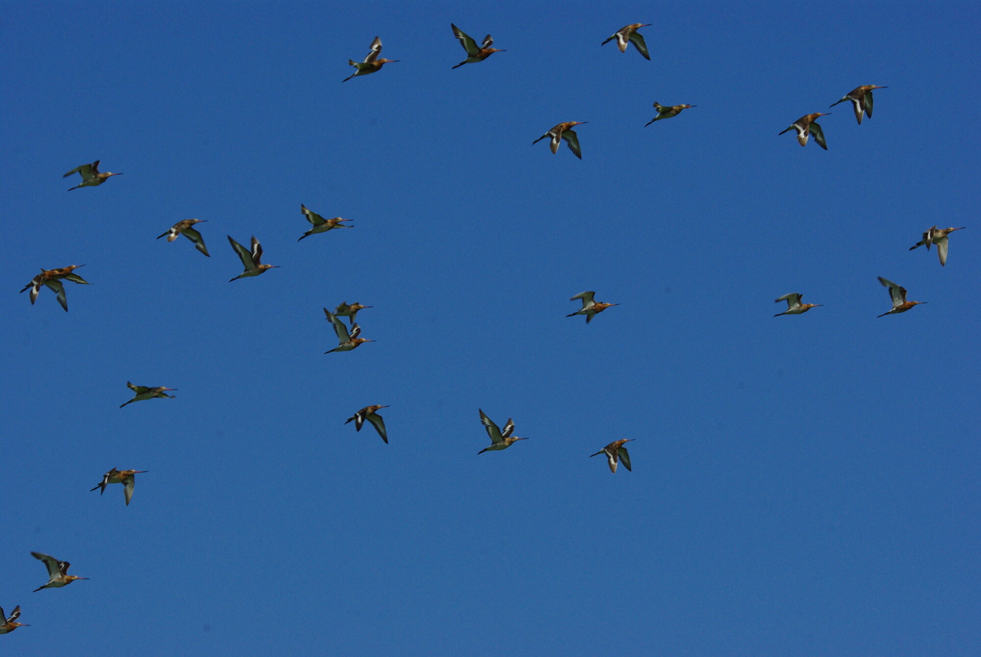 Black Tailed Godwits