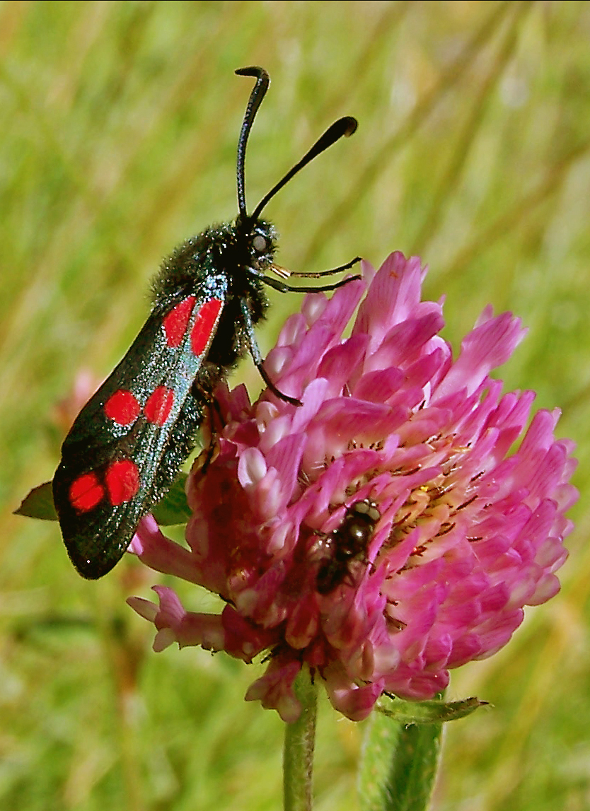 Burnet Moth